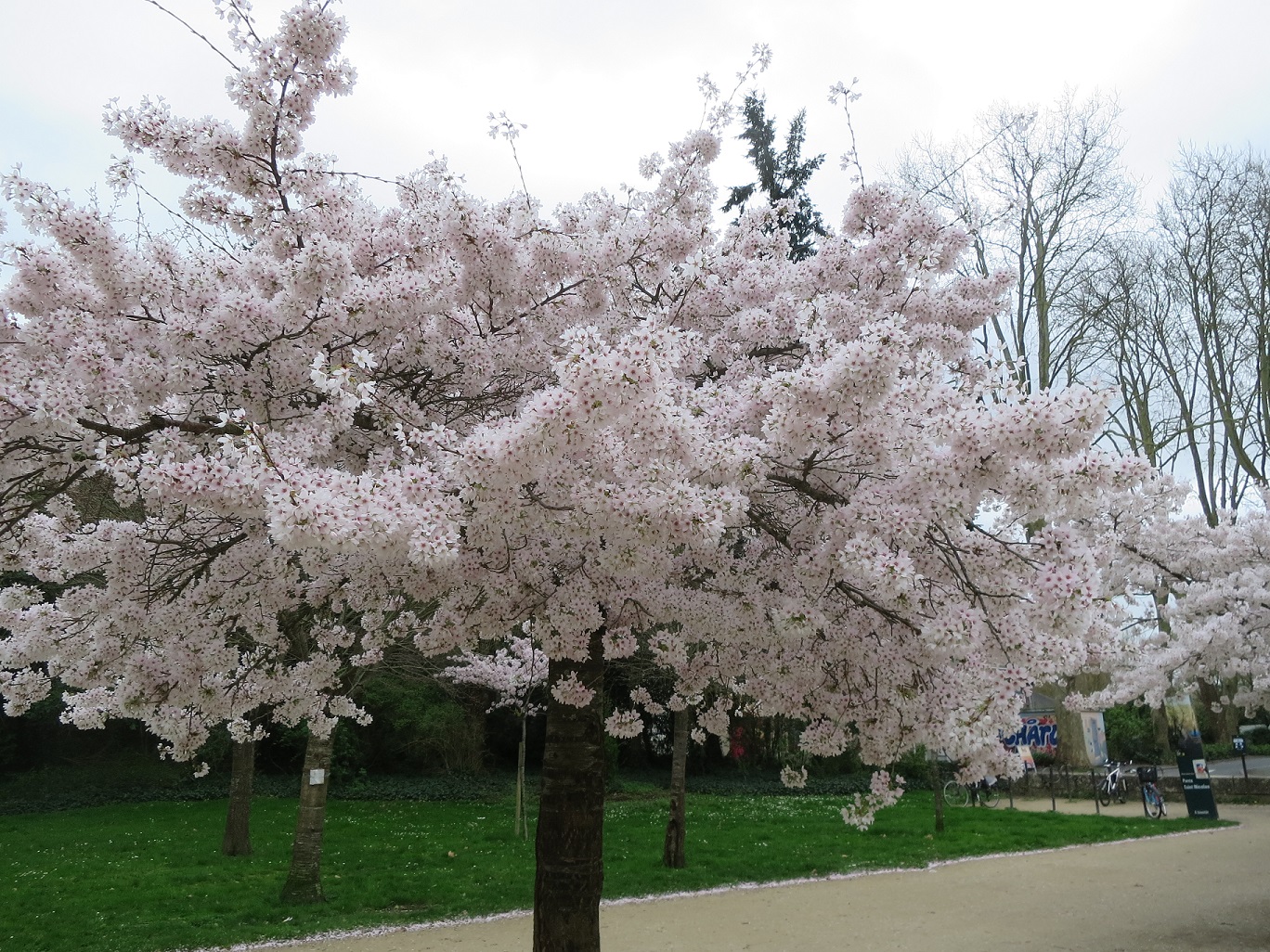 cerisiers Parc etang St Nicolas Angers 